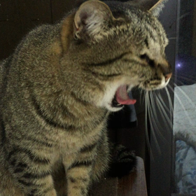 でも、すぅちんはまだ寝ないのの画像