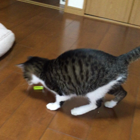 振ってみた10の画像