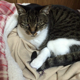 朝〜 もうひと眠りの画像