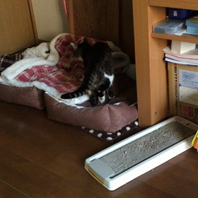 そしてみぃたんは・・・の画像
