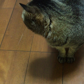 ただいま〜2の画像