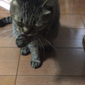 大食らいなすぅちん。の画像