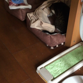 寝床認定成らず！の画像