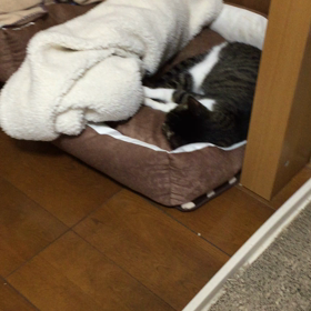 やっぱり寝たか。の画像
