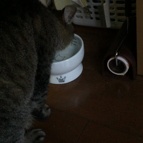 朝のすぅちんの画像