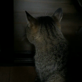 ただいま〜 すぅちんの画像