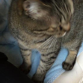 おはよー7の画像