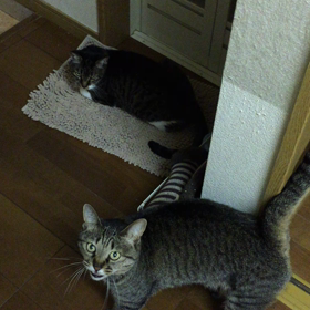 みぃたんのサブベッドの画像