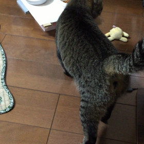 すぅちんは食べっぱなし・・・の画像