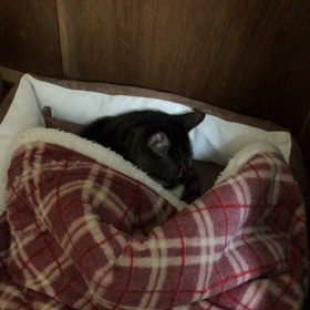 もう寝ますの画像
