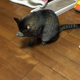 ごちそーさまの画像