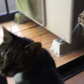 今朝の仲良しさんの画像