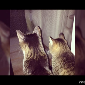 みぃすぅフィルムの画像