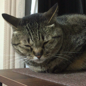 夜〜 やっぱり無視やしぃ。の画像