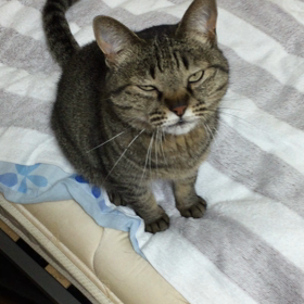あんまり怒ってないっぽかったの画像
