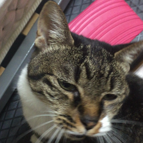 ただいま〜 みぃたんの画像