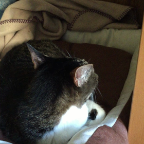朝〜 わたしは起きません。の画像