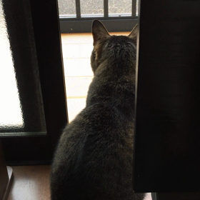 まぁ騒がしいことの画像