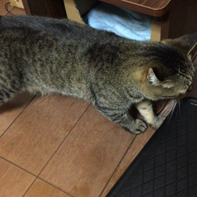 ただいま、すぅちんの画像