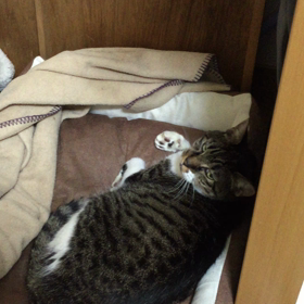 みぃたん、ただいまの画像