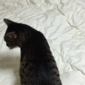 それはニャアリンガル。の画像