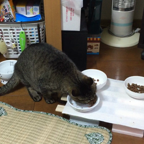 まだ食事中の画像