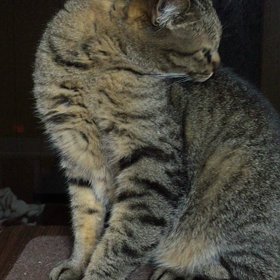 耳を越したからの画像