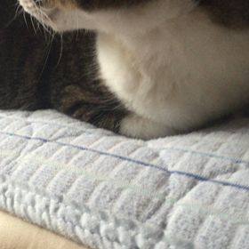 すぅちん ナデナデの画像