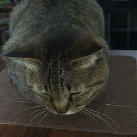 ただいま〜 すぅちんの画像
