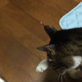 みぃたん ごちそうさまの画像