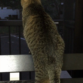 続 夜 すぅちんの画像