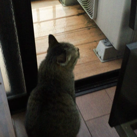 やはり遊ぶか。の画像
