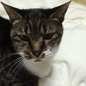 まだ、ちょい  と眠いか・・？の画像