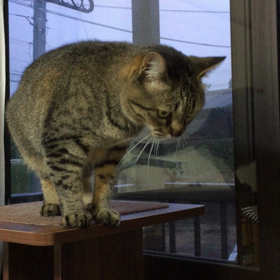 夜 すぅちんの画像