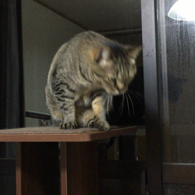 昨夜のすぅちんの画像