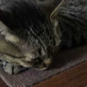 眠いです。の画像
