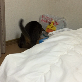 なにしてます？の画像
