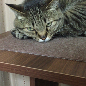 昨夜2の画像