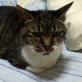 おはよー1の画像