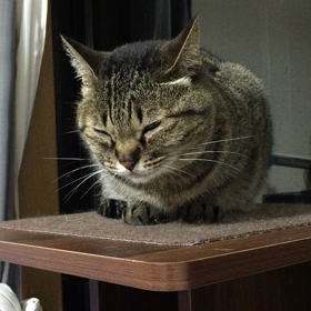眠たいようだねぇの画像