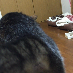 ただいま〜の画像