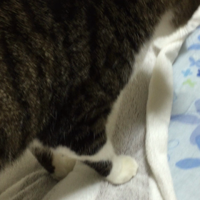 食後と食中の画像