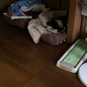 朝パトロール 再びすぅちんの画像