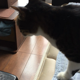裏に誰か来ましたの画像