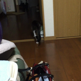 アクティブなみぃたんの画像