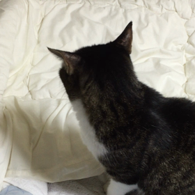 ただいま〜 みぃたんの画像