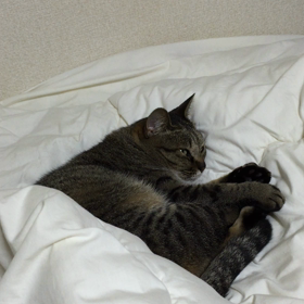 おはよー 起きてる？の画像