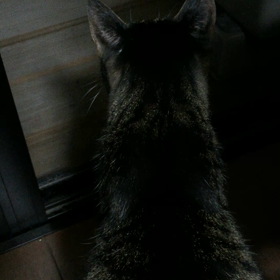 ごちそーさまどした。の画像