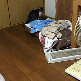 みぃたん 2の画像