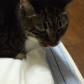 みぃたんと仲良しの画像